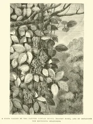 A Liana called by the Natives Yahuar Cencca (Bloody Nose), and by Botanists the Erythrina splendens